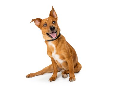 Beyaz ve bakmak üzerinde oturan ağız açık ve mutlu heyecanlı ifade ile karışık küçük doğurmak kahverengi köpek