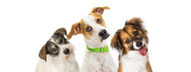 Yakın çekim üç sevimli ileri fotoğraf makinesi vasıl bakarken dikkatle dinlemek için devirme kafaları köpekler. Metin için yer ile yatay web banner.