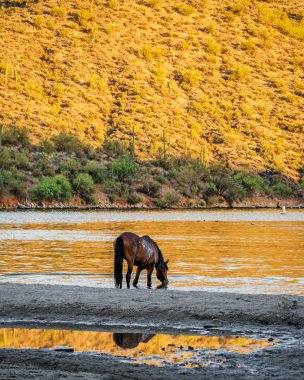Güzel vahşi at içme suyu tuz River bir sıcak yaz gününde