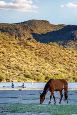Vahşi at Mesa, Arizona ABD tuz nehrinde kıyıya kasaplar Jones sahildeki tekneler tbe arka planda üzerinde tanımlanamayan kişi otlatma