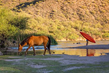 Vahşi at ile Tanımlanamayan kişi suda oynayan Mesa, Arizona tuz River shore kasap Jones plaj boyunca otlatma