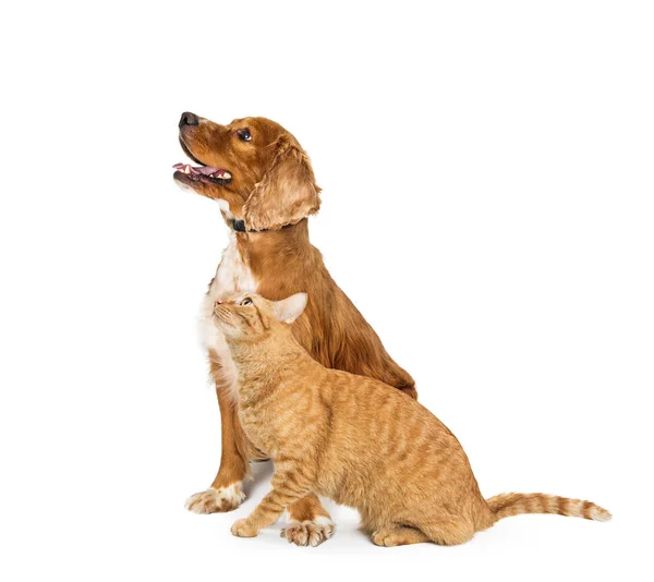 Cockerspaniel Hund Und Orangefarbene Tabby Katze Sitzen Nebeneinander Und Schauen — Stockfoto