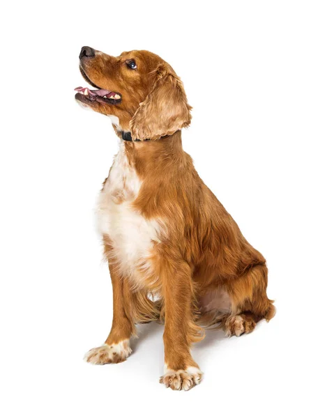 Cocker Spaniel Hund Sitter Vid Sidan Och Tittar Med Glad — Stockfoto