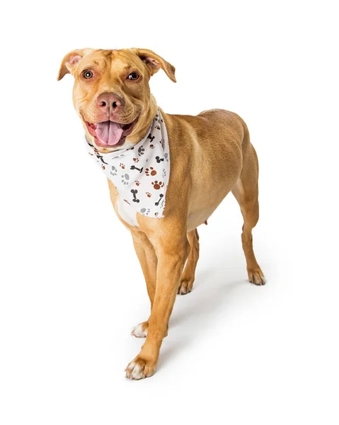 ラブラドールとピット ブルの白い骨を着て幸せな式立っている犬を交配 Paw プリント バンダナ — ストック写真