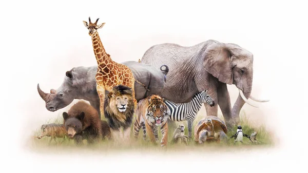 Duża Grupa Zwierząt Ogrodach Zoologicznych Razem Białym Tle — Zdjęcie stockowe