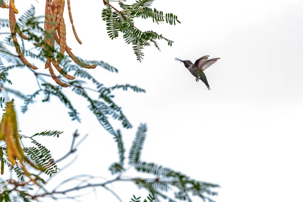 Hummingbird in flight isolated against white sky with tree branches