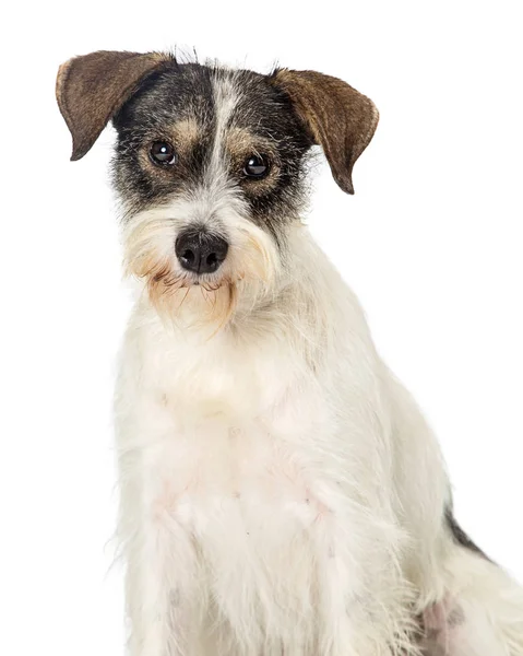 カメラ目線かわいい ワイアーヘアード トライカラー テリア混合された品種犬のクローズ アップ — ストック写真
