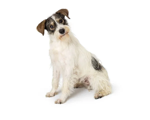 Carino Piccolo Jack Russell Terrier Cane Razza Mista Seduto Lato — Foto Stock
