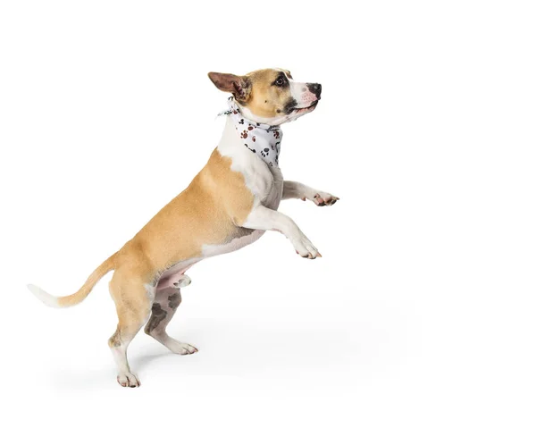 Игровая Смешанная Маленькая Порода Собака Взволнован Стоя Задних Ногах Прыгая — стоковое фото