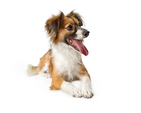 Cute Young Mixed Small Breed Dog Lying White Background Looking — Stock Photo, Image