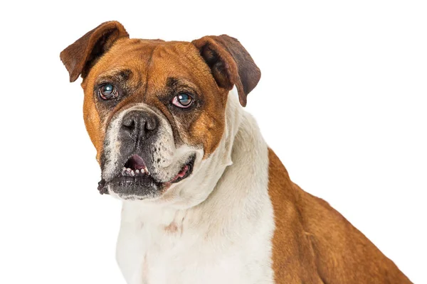 Primo Piano Ritratto Boxer Bulldog Misto Cane Grande Razza Whitebackground — Foto Stock