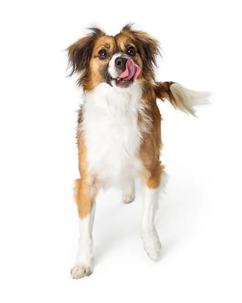 Mischlingshund Dreifarbig Steht Auf Weißem Grund Mit Ausgestreckter Zunge Und — Stockfoto