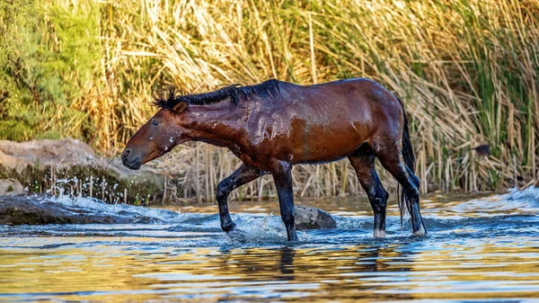 Vahşi at Mesa, Arizona ABD tuz nehirde su serinlemek üzerinden ıslak