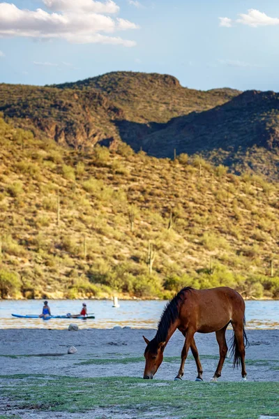 Wilde Pferde Weiden Vor Dem Ufer Der Metzgerei Jones Strand — Stockfoto