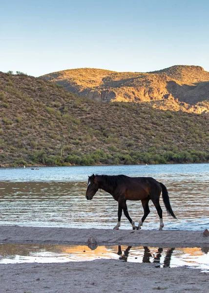 Silhouette Eines Wilden Pferdes Das Ufer Des Salzflusses Mesa Arizona — Stockfoto