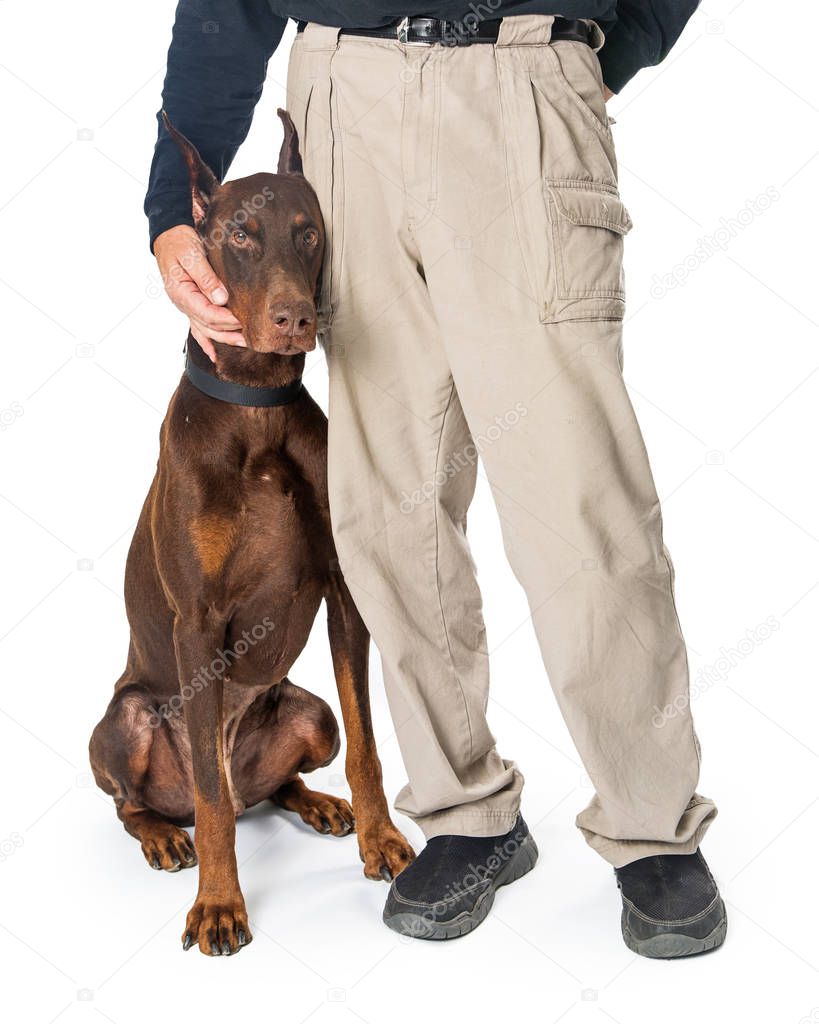 Obenient large Doberman Pinscher dog sitting and heeling at the side of a male trainer that is giving praise