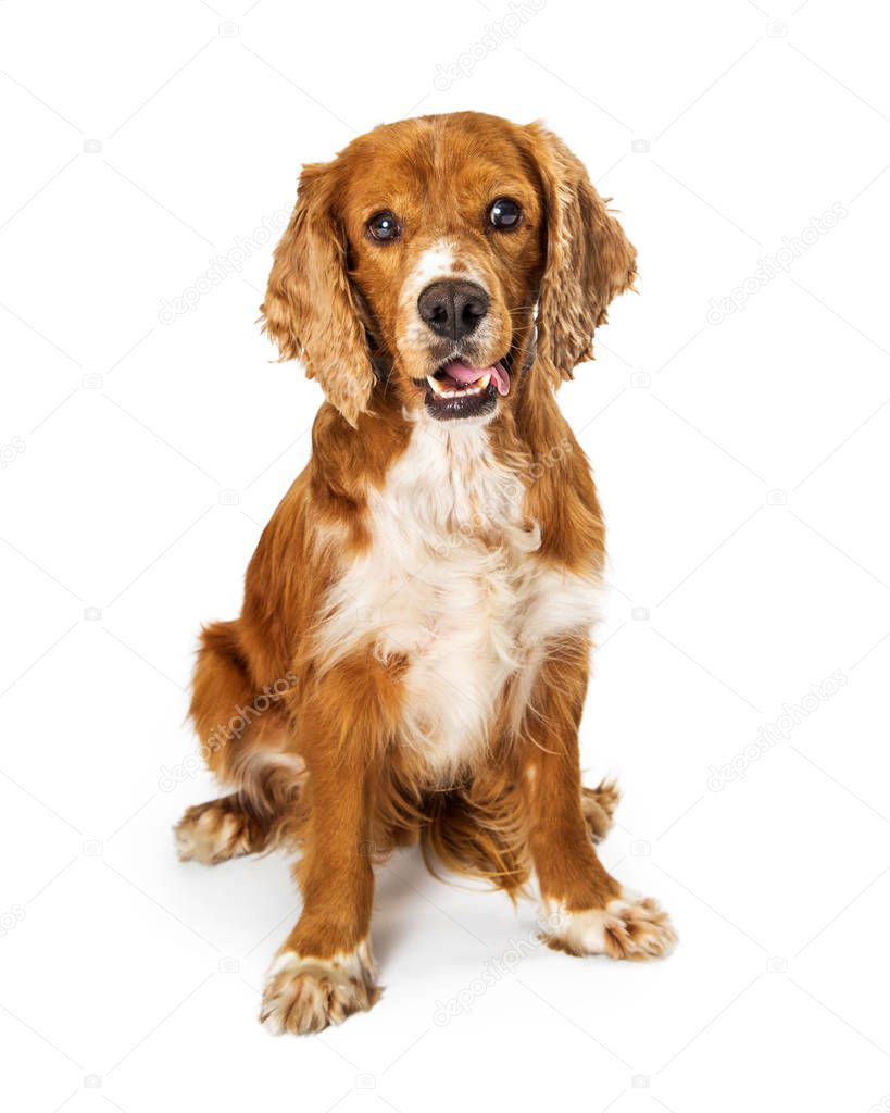 Cute Cocker Spaniel dog with happy expression sitting on white and looking at camera