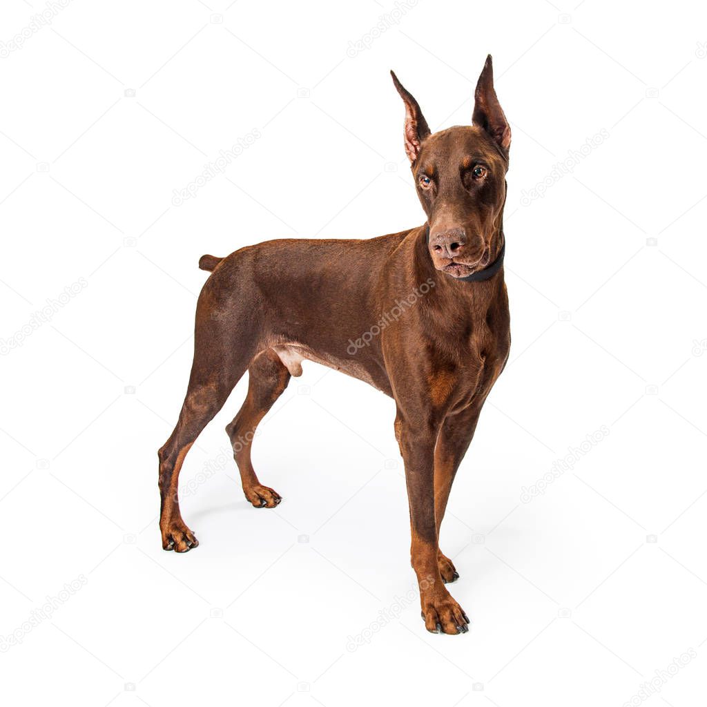 Beautiful purebreed red Doberman Pinscher dog standing to the side on a white background