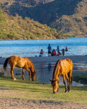 Vahşi atlar arka planda eğleniyor tanımlanamayan insanlarla Mesa, Arizona Tuz Nehri'nin kıyısında çimenlerin üzerinde otlatma