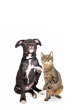 Metin için boş yer bakarak süre şirin meraklı kedi ve köpek beyaz üzerinde oturan ve kaldırma paws