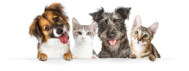 Sevimli köpek ve kediler birlikte asılı paws beyaz yatay Web sitesi banner veya sosyal medya üstbilgisi üzerinde