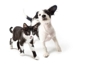 Şirin ve oynak genç Jack Russell Terrier köpek yavrusu köpek çalışan ve ararken