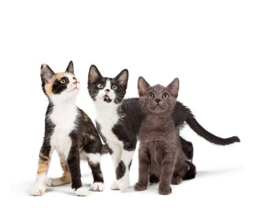 Üç sevimli genç yavru kedi boş kopya alanı bakmak beyaz birlikte