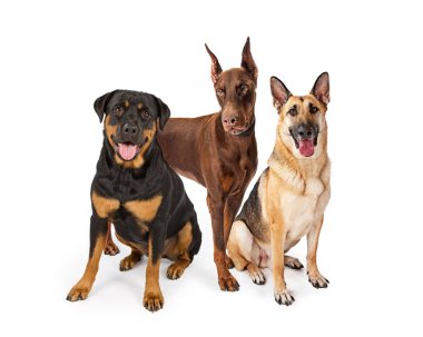 Üç büyük doğurmak bekçi köpekleri Rottweiler, Alman çoban ve Doberman Pinscher gibi beyaz