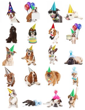 Köpekler kutluyor Doğum günü ve parti yirmi şirin ve komik fotoğraflar kümesi. Letter kağıt üzerinde veya Web siteleri veya sosyal medya kullanmak için yazdırmak için boyutlu.