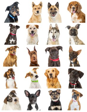 Set of twenty close-up portrait photos of cute dogs of different breeds. Sized to print on letter paper or for use on websites or social media. clipart
