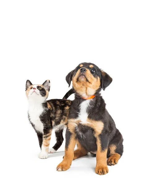 Süße Junge Calico Kätzchen Und Rottweiler Mischlingshündchen Zusammen Auf Weiß — Stockfoto