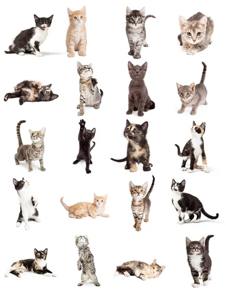 Yirmi sevimli genç oynak yavru kedi beyaz dizi. Letter kağıt üzerinde veya Web siteleri veya sosyal medya kullanmak için yazdırmak için boyutlu.