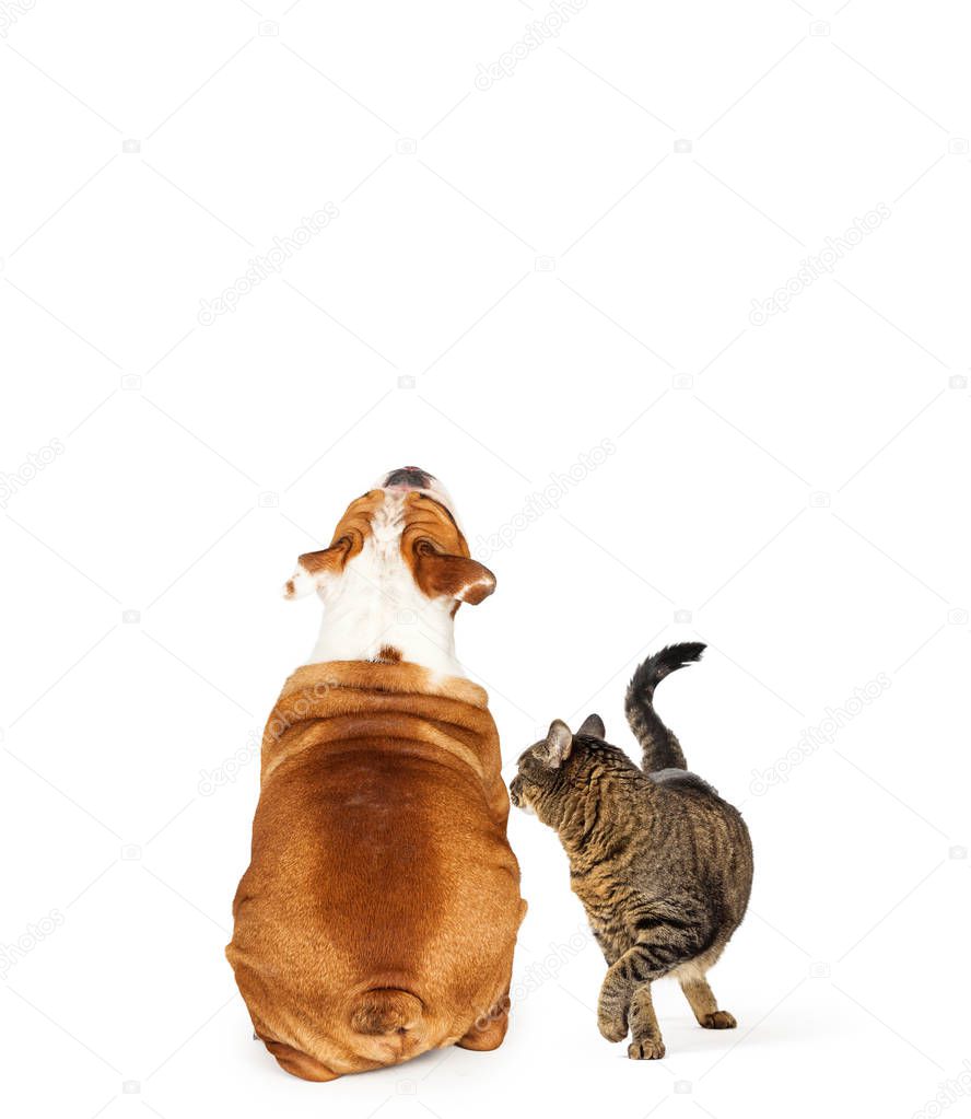 Bulldog breed dog facing backwards and tabby cat turning around to look back into white copy space
