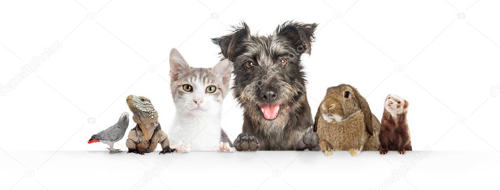 Common cute domestic animal pets hanging over a white horizontal website banner or social media cover