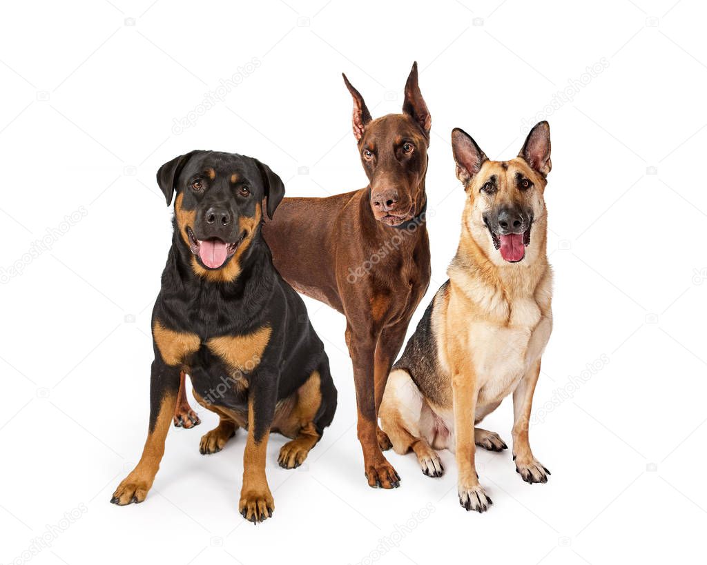 Three large breed guard dogs on white including Rottweiler, German Shepherd and Doberman Pinscher
