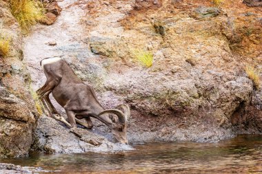 Beautiful Bighorn sheep drinking water from the shore of Canyon Lake in Arizona on a hot summer day clipart