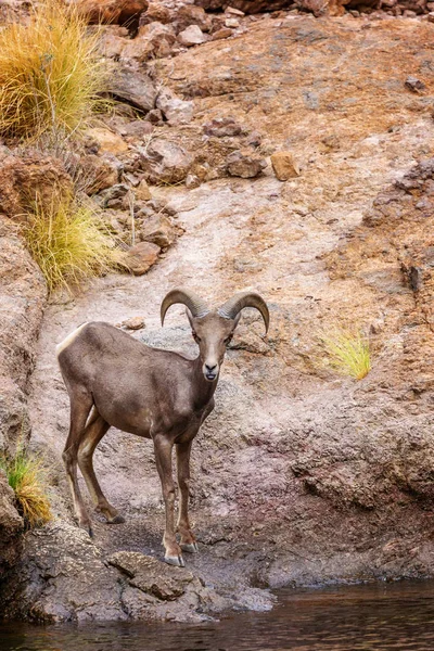 Bela Ovelha Jovem Bighorn Costa Lago Canyon Base Penhasco Rochoso — Fotografia de Stock