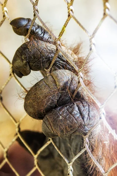 Mão Grande Macaco Orangotango Cativeiro Que Está Pegando Uma Cerca — Fotografia de Stock