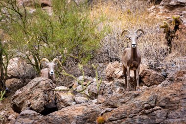 Two beautiful bighorn sheep standing on the rocky mountainside of the Superstition Mountains in Arizona, USA clipart