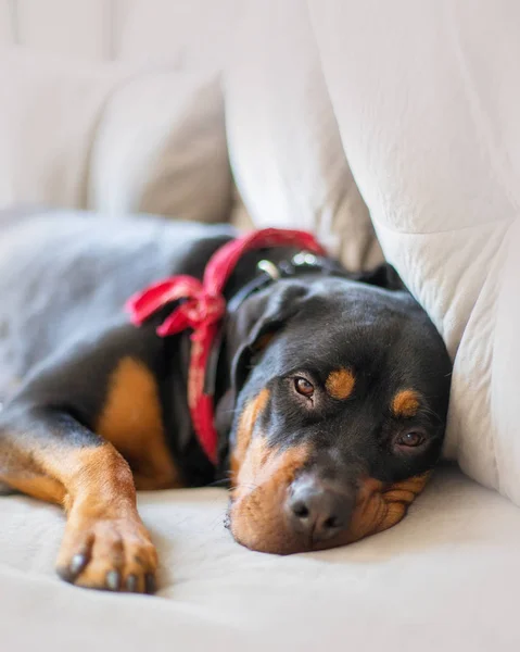 Cansado Grande Rottweiler Raça Cão Deitado Sofá Olhando Para Câmera — Fotografia de Stock