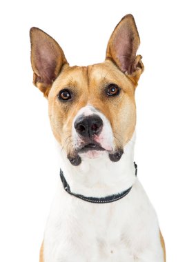 Büyük azman köpek beyaz üzerinde dört gözle perky kulağı ile