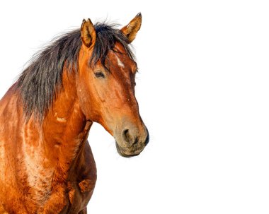 Güzel vahşi aygır at üzerinde beyaz izole closeup