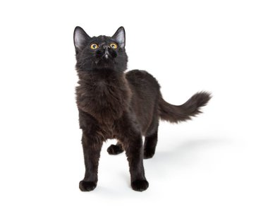 Sevimli genç siyah renk yavru kedi ayakta beyaz ve ararken