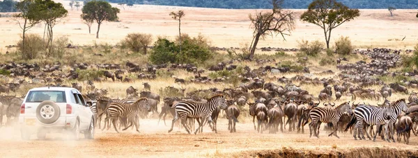 Web Banner of a car on a self safari game drive through large herds of wildebeest and zebra in Kenya, Africa during migration season