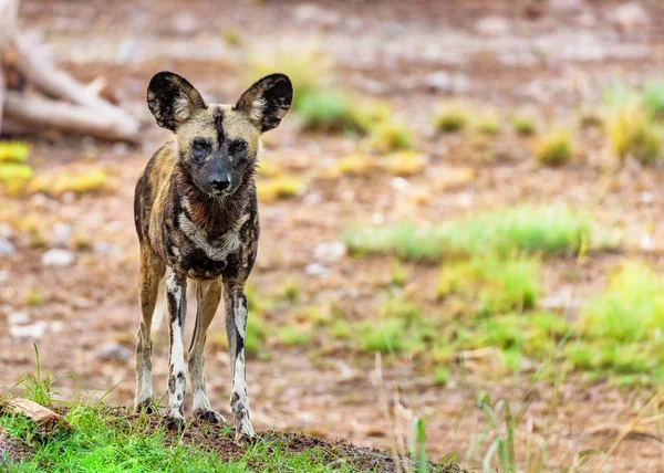 Cão Selvagem Pintado Africano Bonito Que Enfrenta Câmera Com Espaço — Fotografia de Stock