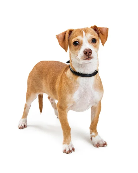 Roztomilý Malý Smíšené Plemeno Pes Chihuahua Stojící Bílém Pozadí Při — Stock fotografie