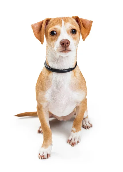 Adorable Perro Cruzado Chihuahua Con Piel Bronceada Blanca Sentado Mirando —  Fotos de Stock