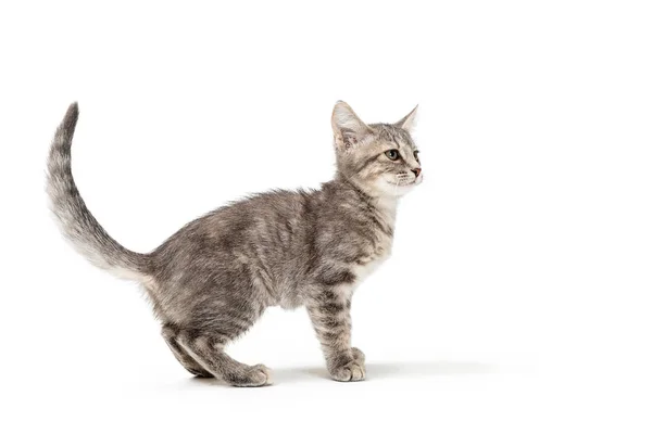Cute Young Grey Color Tabby Young Kitten Standing Looking Side — Stock Photo, Image