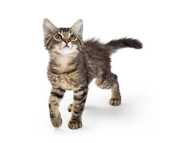 Cute Little Tabby Kitten Walking Forward White Looking Isolated White — Stock Photo, Image