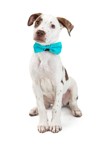 Bonito Jovem Ponteiro Mestiço Cachorro Cão Sentado Branco Vestindo Azul — Fotografia de Stock